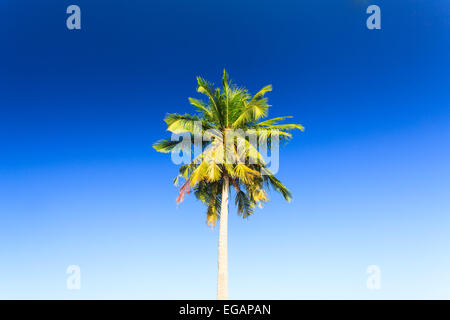 Coconut grove sur une île éloignée Banque D'Images