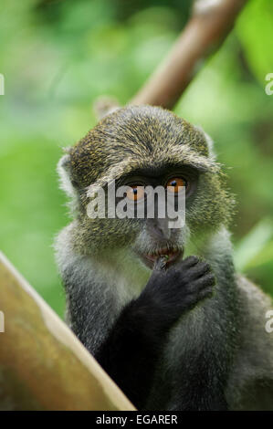 Zanzibar Sykes' monkey près de la forêt Jozani, Zanzibar Banque D'Images