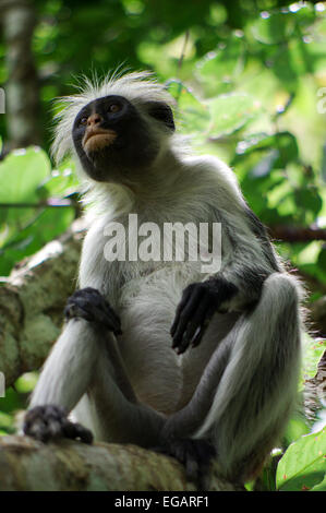 Zanzibar colobus rouge près de Parc National de Jozani et de la baie Banque D'Images