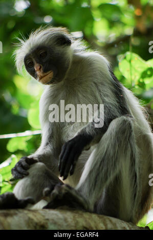 Zanzibar colobus rouge près de Parc National de Jozani et de la baie Banque D'Images