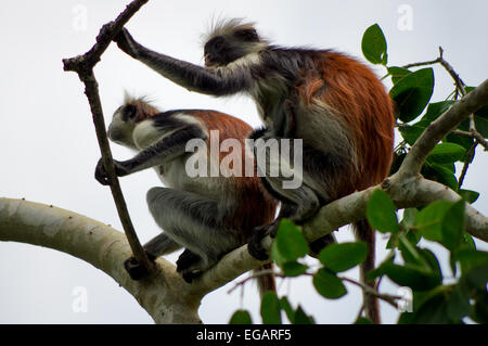 Une paire de singes colobes rouges Zanzibar près de Parc National de Jozani et de la baie Banque D'Images