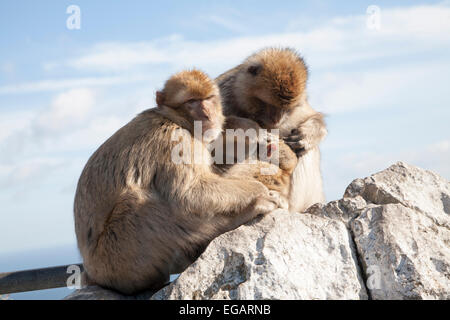 Singes Macaques de Barbarie, Gibraltar, Gibraltar, territoire britannique dans le sud de l'Europe Banque D'Images