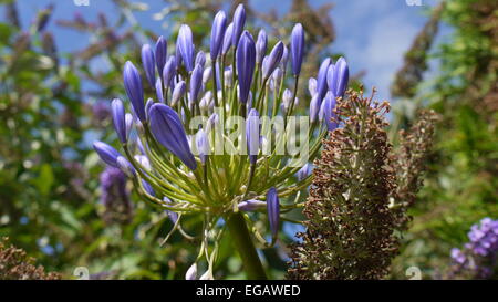 Fleur bleu, Jersey, Royaume-Uni Banque D'Images