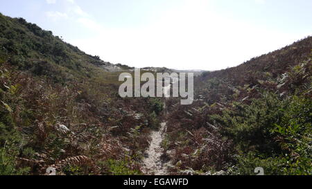 La vie sur les dunes de sable, St Ouens, Jersey, Royaume-Uni Banque D'Images