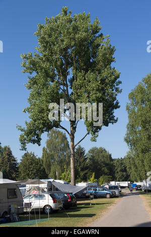Arbre d'ombrage dans camping à Wertheim-Bettingen, Allemagne Banque D'Images