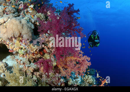 Au coral reef à plongeur à Ras Mohammed National Park, Sinai, Red Sea, Egypt, Africa Banque D'Images