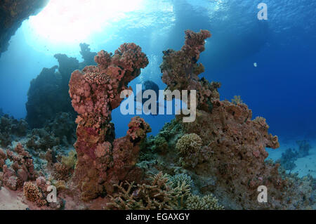 Au coral reef à plongeur à Ras Mohammed National Park, Sinai, Red Sea, Egypt, Africa Banque D'Images