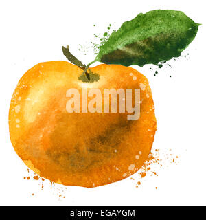 L'aquarelle. Mandarin sur un fond blanc. vector illustration Banque D'Images