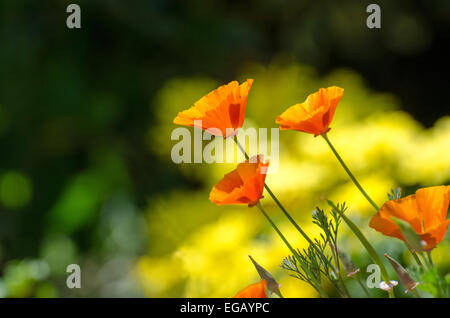 Coquelicots au soleil californien Banque D'Images