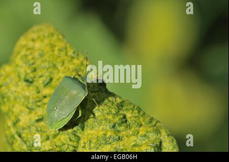 Southern Green Stink Bug (Bug de légumes verts - Nezara viridula) sur feuilles de haricot vert Provence - France Banque D'Images