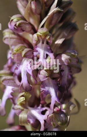 (Barlia robertiana orchidée géant - Himantoglossum robertianum) floraison à la fin de l'hiver en Provence - France Banque D'Images