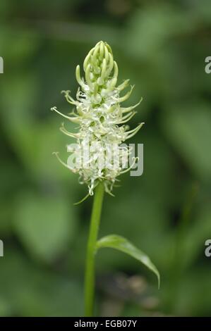 (Phyteuma spicatum Rampion enrichis - Phyteuma spicata) la floraison en été Ardenne - Belgique Banque D'Images