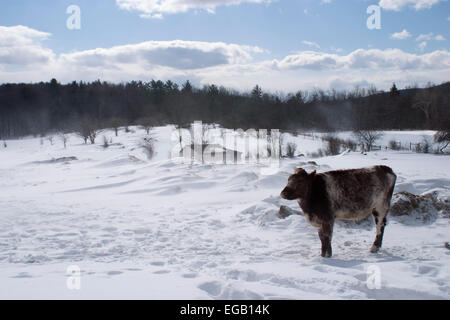 Les bovins de race du patrimoine se trouve dans le champ d'hiver à la Hancock Shaker Village de Massachusetts. Banque D'Images