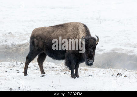 Bison d'Amérique dans la neige Banque D'Images