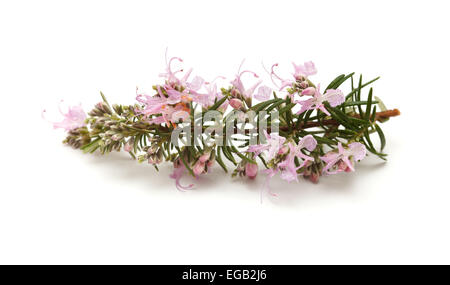 Rameau en fleurs de romarin isolé sur fond blanc Banque D'Images