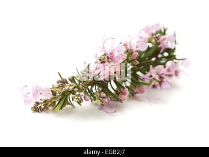 Rameau en fleurs de romarin isolé sur fond blanc Banque D'Images