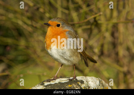 Robin redbreast perché sur une pierre, à la recherche de concurrents. Vue rapprochée avec l'accent sur l'œil. L'oiseau national de la Grande-Bretagne a voté Banque D'Images