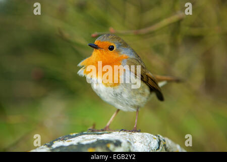 Robin redbreast perché sur une pierre, à la recherche de concurrents. plumes ébouriffées par le vent. Récemment voté l'oiseau national de la Grande-Bretagne Banque D'Images