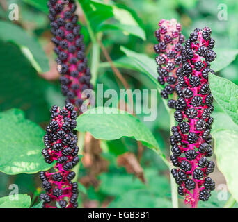 Venu du phytolaque (pokeweed) dans le jardin Banque D'Images