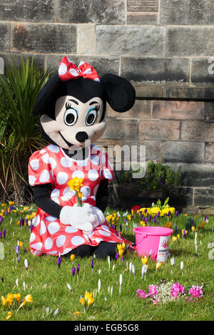 Blackpool, Lancashire, Royaume-Uni 21 février, 2015. Météo britannique. Rock FM Paiement pour les enfants est l'organisme officiel de Rock FM et fournit une aide aux personnes handicapées et les enfants défavorisés dans le Lancashire. Les collectionneurs de bienfaisance dans le parc de St Chad's Church l'église anglicane à Poulton-le-Fylde, réputé pour sa floraison du printemps affichage des bulbes de crocus. Fleurs de crocus sont habituellement parmi les premiers à apparaître au printemps. Leurs couleurs vives sont une vue, apparaître dans les lits de dormance et frontières avant d'autres plantes ont commencé à pousser. Credit : Cernan Elias/Alamy Live News Banque D'Images