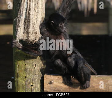 À tête noire colombienne singe-araignée (Ateles fusciceps robustus) au Zoo d'emmen, Pays-Bas Banque D'Images