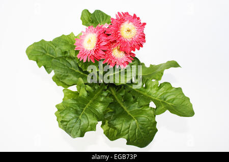 Plante à fleurs gerbera jaune rouge Banque D'Images