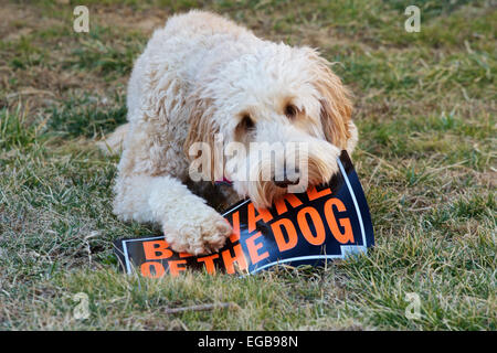 Les jeunes filles dans la cour chien goldendoodle holding "Méfiez-vous du chien' dans sa bouche. Banque D'Images