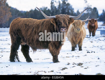 Un petit troupeau de bovins Highland dans un champ neigeux. Banque D'Images