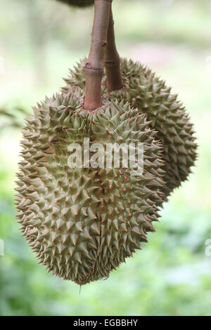 Durian frais sur les arbres dans les vergers. Banque D'Images