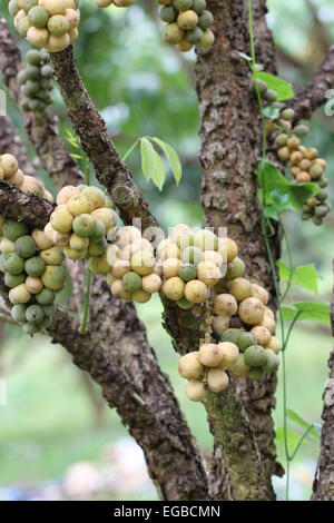 Fruits frais wollongong sur arbre dans le verger. Banque D'Images