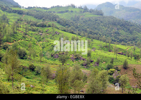 Munnar Kerala Hill Station Belle Vue paysage Munnar Kerala Inde Banque D'Images