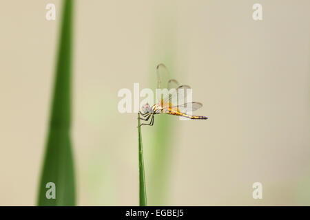 Libellule orange sur le dessus de l'herbe dans le jardin. Banque D'Images