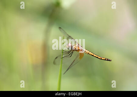 Libellule orange sur le dessus de l'herbe avec fond vert. Banque D'Images