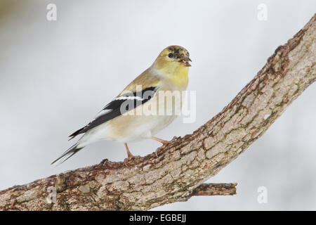 Chardonneret jaune (Spinus tristis) non-adultes en plumage nuptial, sur une branche d'arbre en hiver. Banque D'Images