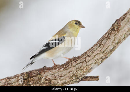 Chardonneret jaune (Spinus tristis) non-adultes en plumage nuptial, sur une branche d'arbre en hiver. Banque D'Images