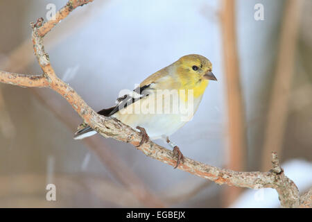 Chardonneret jaune (Spinus tristis) non-adultes en plumage nuptial, sur une branche d'arbre en hiver. Banque D'Images