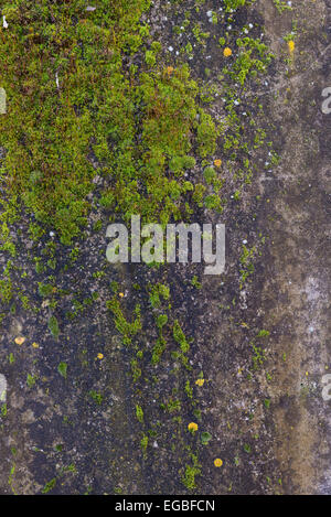 Un mur de béton recouvert de lichen Banque D'Images