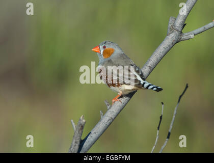 Zebra Finch (Taenopygia guttata), Port Augusta, Australie du Sud Banque D'Images