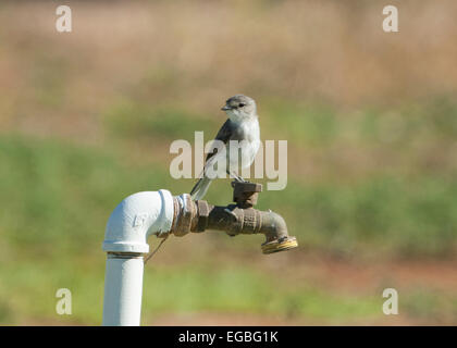 Microeca fascinans Jacky (hiver), Wilcannia, New South Wales, Australie Banque D'Images