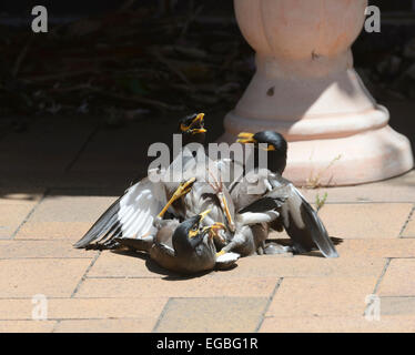 Myna Acridotheres tristis (commune) la lutte pour l'eau, New South Wales, NSW, Australie Banque D'Images