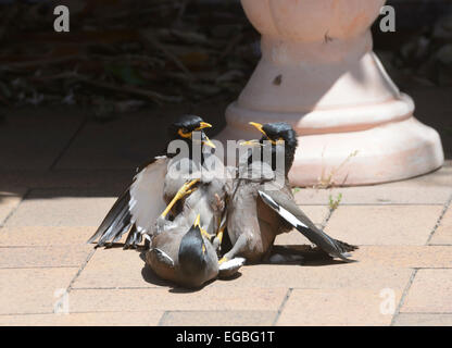 (Acridotheres tristis Common Myna) combats au-dessus de l'eau, New South Wales, NSW, Australie Banque D'Images