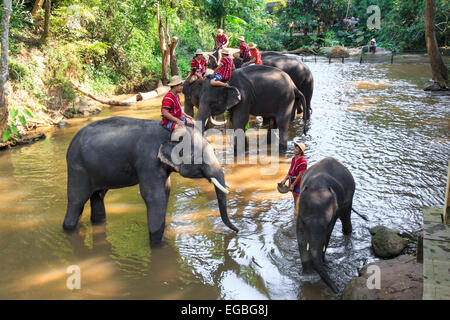 Chiangmai, Thaïlande - 16 novembre : mahouts monter un éléphant et se préparer à prendre un bain des éléphants dans la voie d'eau le 16 novembre fiat ord eo 3,58 Banque D'Images