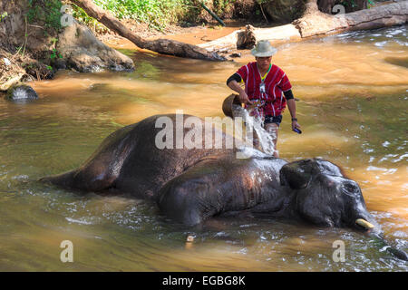 Chiangmai, Thaïlande - 16 novembre : mahout éléphants prendre un bain dans la voie d'eau le 16 novembre ,2014 à Mae Sa elephant camp, Chiang Banque D'Images