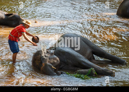 Chiangmai, Thaïlande - 16 novembre : mahout éléphants prendre un bain dans la voie d'eau le 16 novembre ,2014 à Mae Sa elephant camp, Chiang Banque D'Images