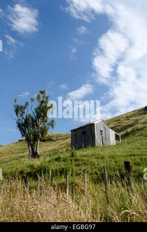 Vieille cabane et arbre de chou, Pohangina, vallée de Manawatu, île du Nord, Nouvelle-Zélande Banque D'Images