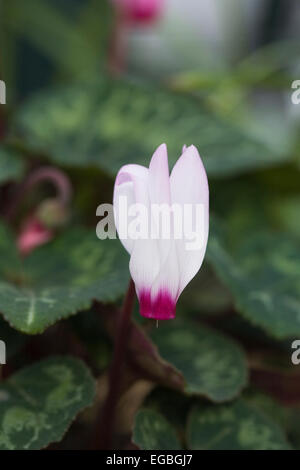 Cyclamen persicum fleur portrait. La culture du cyclamen dans un environnement protégé. Banque D'Images