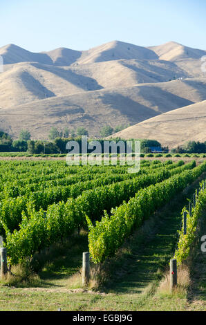 Vignes, près de Blenheim, Marlborough, île du Sud, Nouvelle-Zélande. Distance à dépérir Hills Banque D'Images