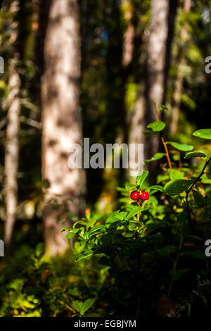 Deux airelles rouges (Vaccinium vitis-idaea) Banque D'Images