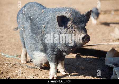 Pot-bellied vietnamien cochon femelle sur la ferme biologique Banque D'Images