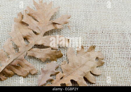 Sécher les feuilles d'automne sur un tapis de table vintage brunâtre Banque D'Images